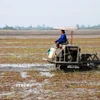 An Giang thu hoạch 8,8 triệu tấn lúa, vượt mức kế hoạch 2 Nông dân xã Vĩnh Trạch (tỉnh An Giang) làm đất chuẩn bị xuống giống vụ Đông Xuân 2025-2026. (Ảnh: Công Mạo/TTXVN)