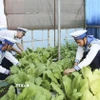 Chiến sỹ trồng rau xanh ngắn ngày tại các đảo thuộc đặc khu Trường Sa, tỉnh Khánh Hòa. (Ảnh: TTXVN phát)