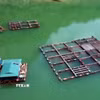 Nhiều diện tích nuôi cá lồng trên sông Gâm ở Minh Ngọc (Tuyên Quang) phát huy hiệu quả. (Ảnh: TTXVN phát)