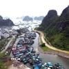 Tàu cá của ngư dân tránh trú bão tại khu vực cảng Cái Rồng, Đặc khu Vân Đồn, tỉnh Quảng Ninh.( Ảnh: TTXVN phát)