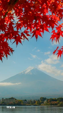 Biểu tượng của Nhật Bản mang vẻ đẹp trầm mặc mỗi độ Thu về. (Ảnh: Xuân Giao/TTXVN)