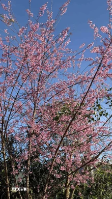 Hoa anh đào nở rộ tại xã Măng Ri, tỉnh Quảng Ngãi, nơi được biết đến là “thủ phủ” của cây sâm Ngọc Linh. (Ảnh: Cao Nguyên/TTXVN)