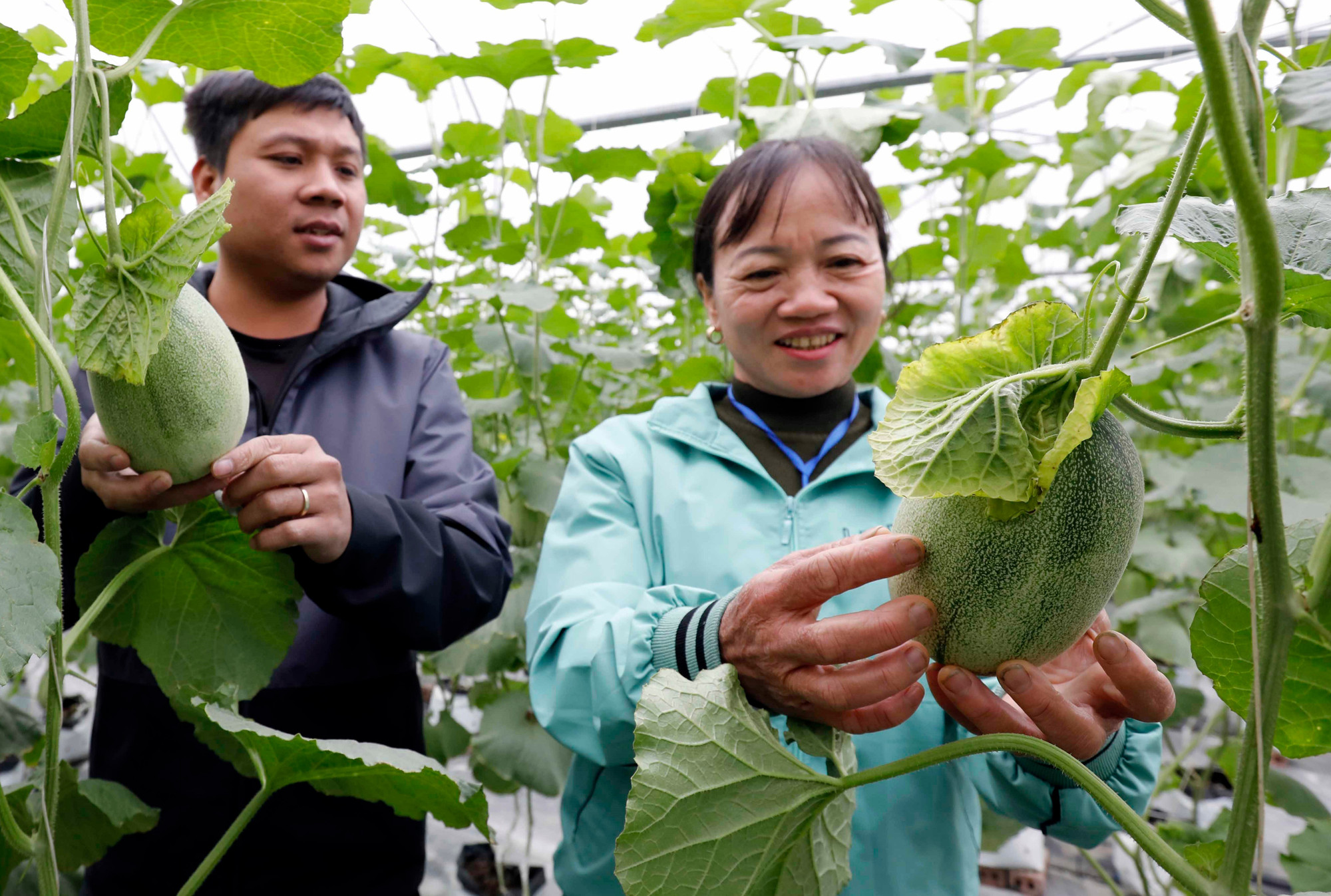 vna-potal-application-of-high-technology-into-agricultural-production-towards-regional-development-7750877.jpg