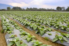 các đối tượng được miễn thuế sử dụng đất nông nghiệp thực hiện theo quy định tại Điều 1 Nghị quyết số 55/2010/QH12 ngày 24/11/2010 của Quốc hội. (Ảnh: Xuân Tư/TTXVN)