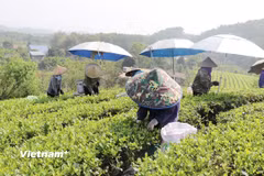Bà con Tổ hợp tác sản xuất chè hữu cơ thị trấn Sông Cầu, huyện Đồng Hỷ thu hái chè. (Ảnh: Vietnam+)