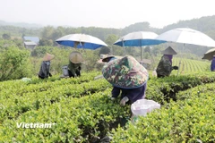 Bà con Tổ hợp tác sản xuất chè hữu cơ thị trấn Sông Cầu, huyện Đồng Hỷ thu hái chè. (Ảnh: Vietnam+)
