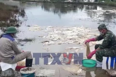 Thông tin ban đầu về sự cố tràn dầu ở Quảng Ngãi