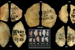 Năm mũi tên từ hang đá Umhlatuzana với hai chất độc thực vật. (Nguồn: Live Science)