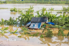 Nước sông Hồng đã dâng cao khiến nhiều khu vực bãi giữa sông Hồng Hà Nội bị cô lập. (Ảnh: Phan Phương/TTXVN)