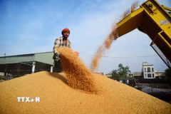 Lúa mỳ sau khi được thu hoạch tại Jalandhar, Ấn Độ. (Nguồn: ANI/TTXVN)