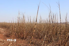 Cánh đồng mía. (Ảnh: THX/TTXVN)