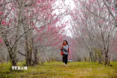 Khung cảnh hoa anh đào quyến rũ ở Pá Khoang, thành phố Điện Biên Phủ. (Ảnh: Xuân Tư/TTXVN)