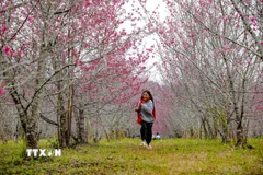 Khung cảnh hoa anh đào quyến rũ ở Pá Khoang, thành phố Điện Biên Phủ. (Ảnh: Xuân Tư/TTXVN)