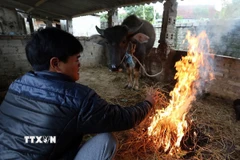 Người dân đốt củi sưởi ấm cho gia súc. (Ảnh: Phan Tuấn Anh/TTXVN)