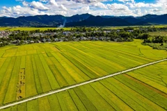 Những thửa ruộng thẳng tắp trải dài trên cánh đồng Mường Thanh. (Ảnh: Xuân Tư/TTXVN)
