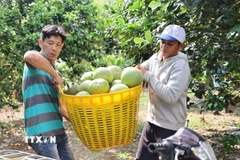 Vận chuyển bưởi lên xe đưa về điểm tập kết, phục vụ đóng gói xuất khẩu sang các thị trường quốc tế. (Ảnh: Hoàng Nhị/TTXVN)
