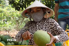 Nông dân kiểm tra chất lượng, phân loại mẫu mã bưởi da xanh ngay tại vườn nhằm bảo đảm tiêu chuẩn phục vụ xuất khẩu. (Ảnh: Hoàng Nhị/TTXVN)