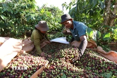 Thu hoạch càphê ở xã IAPhìn, tỉnh Gia Lai. (Ảnh: Vũ Sinh/TTXVN)