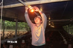 Người dân thắp đèn, phòng chống rét cho đàn gà. (Ảnh: Nguyễn Nam/TTXVN)