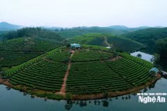 Dự án Khu du lịch, dịch vụ hỗn hợp và nghỉ dưỡng Cầu Cau. (Nguồn: Báo Nghệ An)