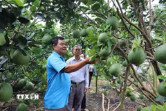 Ông Huỳnh Văn Hiếu, Chủ nhiệm Hội quán bưởi da xanh Mỹ Phú, phường Mỹ Phong, tỉnh Đồng Tháp, chia sẻ kinh nghiệm sản xuất bưởi đạt chuẩn xuất khẩu. (Ảnh: Hữu Chí/TTXVN)