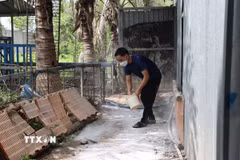 Trước nguy cơ dịch tả lợn châu Phi bùng phát trên diện rộng người chăn nuôi lợn tại xã Xuân Sơn, Thành phố Hồ Chí Minh phải tăng cường rắc vôi xung quanh trang trại. (Ảnh: Hoàng Nhị/TTXVN)