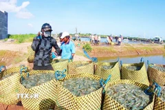 Người dân thu hoạch tôm. (Ảnh: TTXVN phát)