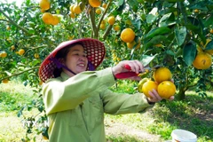 Người dân xã Can Lộc (Hà Tĩnh) thu hoạch cam. (Ảnh: Hữu Quyết/TTXVN)