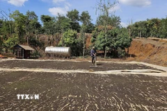 Nông dân tại huyện Đắk R’lấp (Đắk Nông) phơi hồ tiêu. (Ảnh: Ngọc Minh/TTXVN)