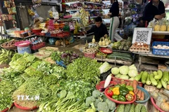 Không chỉ rau xanh, giá các loại rau gia vị cũng tăng cao gấp đôi và khan hiếm hơn do thời tiết không thuận lợi để cây phát triển. (Ảnh: Hoàng Ngà/TTXVN)