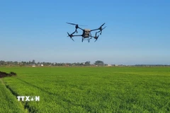 Điều khiển thiết bị bay theo sơ đồ bố trí khảo nghiệm tại ruộng lúa. (Ảnh: Bích Hồng/TTXVN)