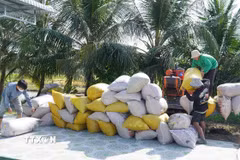 Nông dân xã Vĩnh Hòa, tỉnh An Giang thu hoạch lúa Đông Xuân. (Ảnh: Văn Sĩ/TTXVN)