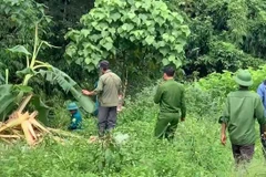 Khu vực ông Mã Văn T. nghi bị voi rừng tấn công. (Nguồn: Báo Đại biểu Nhân dân)