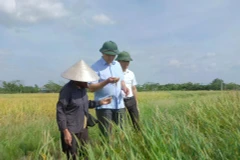 Giám đốc Sở Nông nghiệp và Môi trường Hà Nội Nguyễn Xuân Đại thăm cánh đồng lúa xã Hòa Phú. (Nguồn: Báo Kinh tế Đô thị)