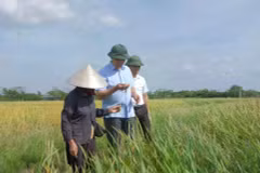 Giám đốc Sở Nông nghiệp và Môi trường Hà Nội Nguyễn Xuân Đại thăm cánh đồng lúa xã Hòa Phú. (Nguồn: Báo Kinh tế Đô thị)