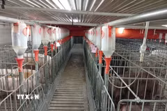 Một mô hình chăn nuôi công nghệ cao tại Gia Lai. (Ảnh: Hồng Điệp/TTXVN)