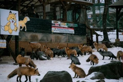 Làng Cáo (Fox Village) nằm ở núi Zao, tỉnh Miyagi, phía Đông Bắc Nhật Bản, là nơi sinh sống của hàng trăm chú cáo. (Ảnh: Xuân Giao/TTXVN)