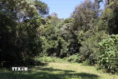 Rừng đặc dụng Mường Phăng. (Ảnh: Hải An-Xuân Tiến/TTXVN)