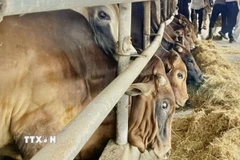 Sinh vật biến đổi gene phải không có các rủi ro không kiểm soát được đối với sức khỏe con người, vật nuôi. (Ảnh: Hồng Nhung/TTXVN)