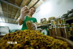 Sản xuất trà hoa cúc chi tại Thôn Nghĩa Trai. (Ảnh: Phạm Kiên/TTXVN)