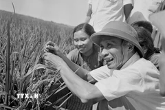 Thủ tướng Phạm Văn Đồng thăm cánh đồng lúa năng suất cao của nông dân xã Hải An, huyện Hải Châu, tỉnh Nam Hà, tháng 6/1969. (Ảnh: Đức Như/TTXVN)
