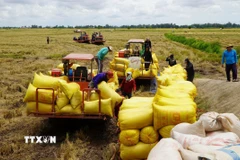 Sau khi thu hoạch, xe chở lúa tập kết ở điểm thu mua của thương lái. (Ảnh: Nhựt An/TTXVN)