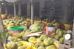 Vựa thu mua sầu riêng ở xã Long Tiên, tỉnh Đồng Tháp. (Ảnh Công Trí/TTXVN)