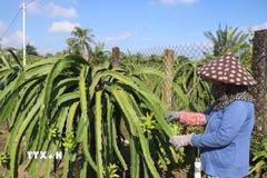 Nhà vườn xã Tân Thuận Bình, tỉnh Đồng Tháp chăm sóc thanh long. (Ảnh: Công Trí/TTXVN)