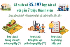 Hợp tác xã đang từng bước khẳng định vai trò trong hệ sinh thái kinh tế quốc gia