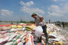 Nhân dân đang nỗ lực xúc cát, đắp đê. (Ảnh: Thanh Thương/TTXVN)
