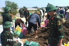 Lực lượng chức năng cùng nhân dân huy động vật tư, phương tiện, trang thiết bị khẩn cấp đắp đê sông Cầu để chống tràn vì nước lũ tiếp tục dâng cao. (Ảnh: Quốc Lũy/TTXVN)