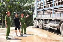 Lực lượng chức năng bắt giữ xe tải biển kiểm soát 37H-024.39, chở 180 con lợn nhiễm dịch tả lợn châu Phi. (Ảnh: TTXVN phát)