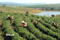 Thu hoạch chè búp tươi tại xã Đam Bri, thành phố Bảo Lộc. (Ảnh: Huy Hùng/TTXVN)