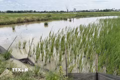 Diện tích lúa tại phường Đông Hòa (Đắk Lắk) bị hư hại do ngập úng và chuột cắn phá. (Ảnh: Tường Quân/TTXVN)